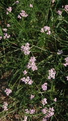 Achillea roseo-alba