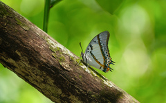 Polyura nepenthes