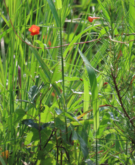 Ipomoea coccinea