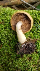 Cortinarius