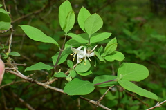 Lonicera fragrantissima