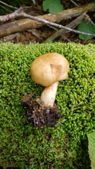 Cortinarius