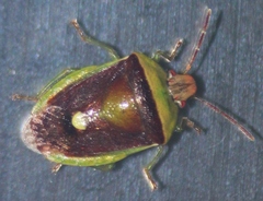 Banasa dimidiata