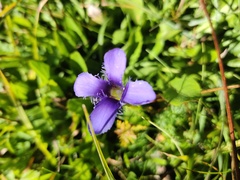 Gentianopsis ciliata