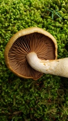 Cortinarius
