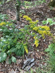 Solidago ulmifolia