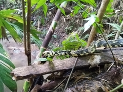 Spilotes pullatus