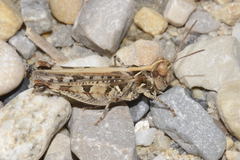 Dociostaurus genei genei