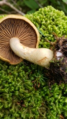 Cortinarius