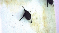 Balantiopteryx plicata