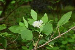 Lonicera fragrantissima