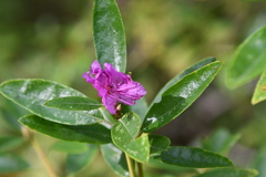 Rhododendron dauricum