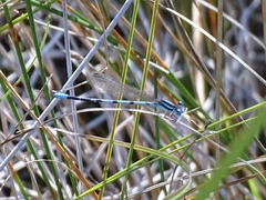 Argia bipunctulata