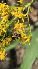 Odontalictus