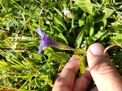 Gentianopsis ciliata
