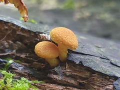 Pholiota
