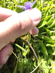 Gentianopsis ciliata