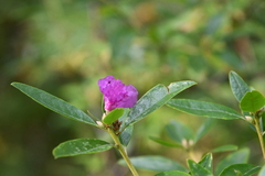 Rhododendron dauricum