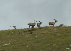 Capra ibex