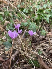 Cyclamen hederifolium