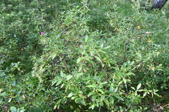 Rhododendron dauricum