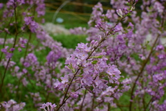 Daphne genkwa