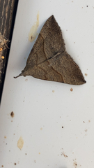 Hypena proboscidalis