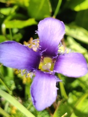 Gentianopsis ciliata