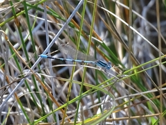 Argia bipunctulata