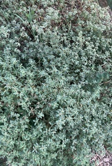 Croton monanthogynus