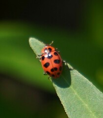 Coleomegilla maculata