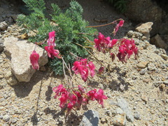 Dicentra peregrina