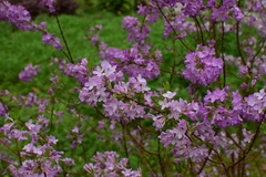 Daphne genkwa