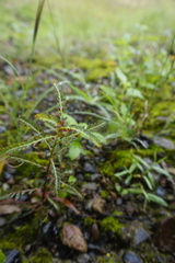 Phyllanthus