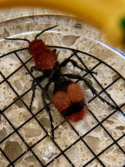 Dasymutilla occidentalis