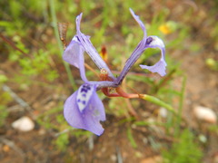 Moraea