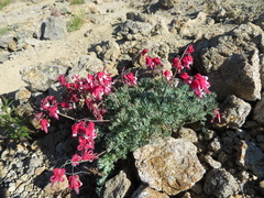 Dicentra peregrina