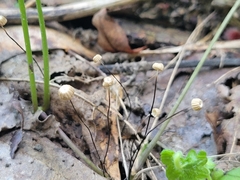 Marasmius
