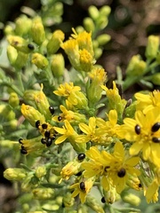 Olibrus