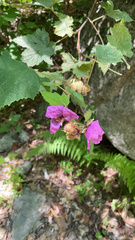 Rubus odoratus
