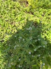 Mentha suaveolens