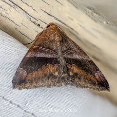 Poaphilini