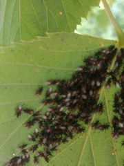 Oxycarenus lavaterae