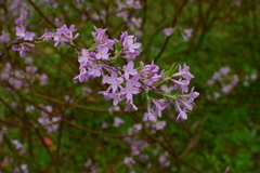 Daphne genkwa