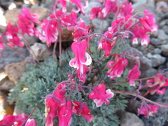 Dicentra peregrina