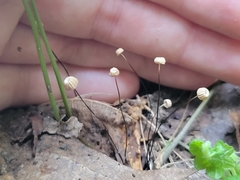 Marasmius