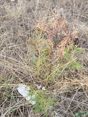 Stillingia texana