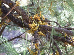 Arceuthobium vaginatum cryptopodum