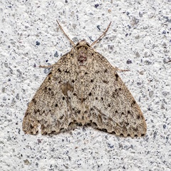 Naxidia irrorata