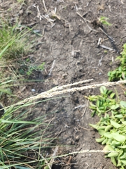 Tridens albescens
